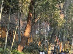 -灵隐飞来峰景区