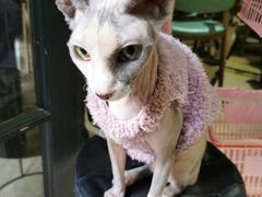 -猫色咖啡·猫咖