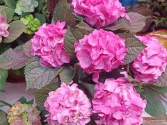 -花鸟鱼虫鲜花绿植市场(玉泉路店)