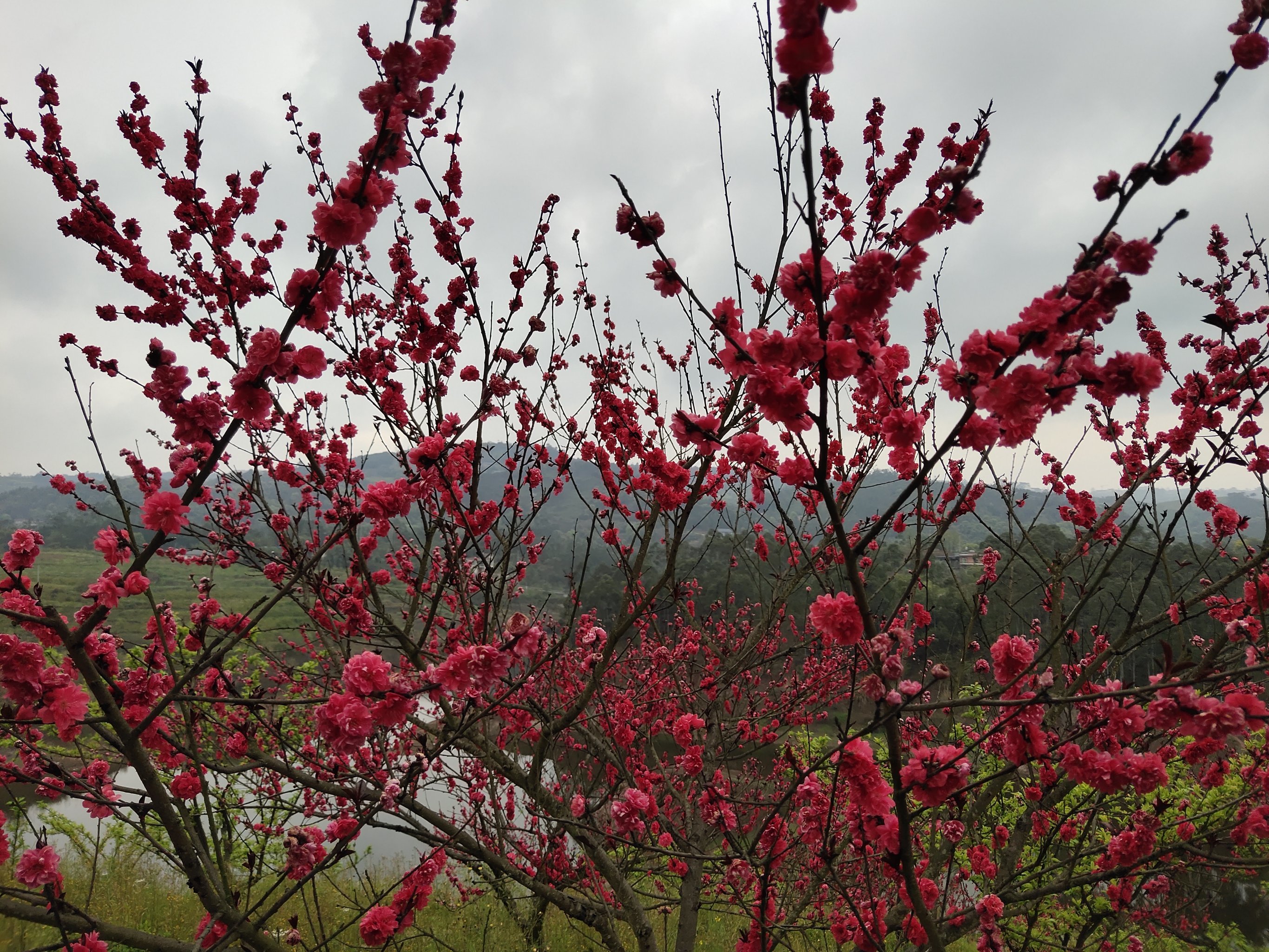 圣水湖桃花岛