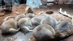 -Zoolung Zoolung动物主题公园(海信广场店)