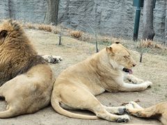 -北京野生动物园