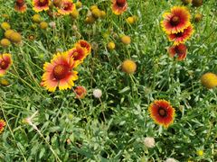 -敕勒川草原文化旅游区