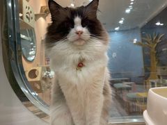 -BABIT巴比特宠物(MOMOPARK店)