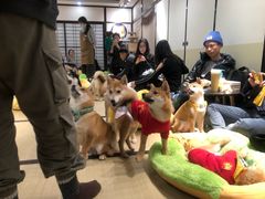-逗柴咖啡屋·狗咖猫咖宠物桌游