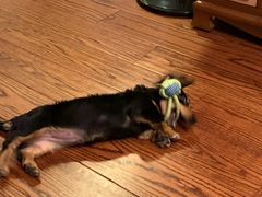 -翊宠yipet猫狗购宠庄园犬舍•猫舍