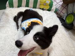 -帕帕拉兹宠物(亚洲旗舰店)