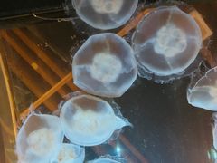 -西雅图水族馆