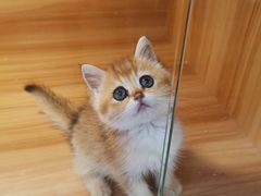 -猫十亿·布偶金渐层·曼基康矮脚猫舍(青年路店)