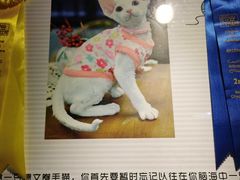 -猫十亿·布偶金渐层·曼基康矮脚猫舍(青年路店)