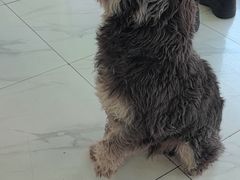 -艾吉宠物医院·疑难杂症转诊中心·猫友好(碧江路院)