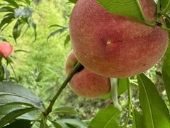 -九龙江国家森林公园