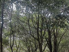 -禹州森林植物园