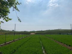 -光明小镇欢乐田园