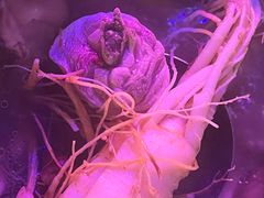 -千岛蚝高压锅生蚝·人参火锅(白云万达店)