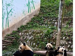 -中国大熊猫保护研究中心雅安碧峰峡基地