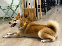 -柴迷FANS CLUB·柴犬狗咖·猫咖