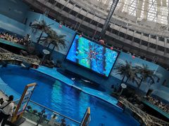 -海合安成都极地海洋公园