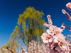 -大兴滨河森林公园