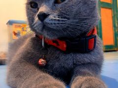 -猫色咖啡·猫咖