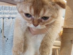 -楼上猫咖(罗湖店)