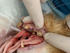 -北京恒爱动物医院(清景园分院)