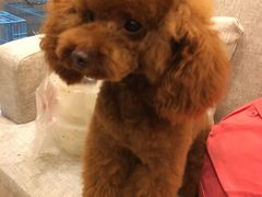 -犬也宠物造型(恒茂国际都会商业街店)