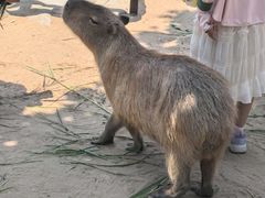 -西霞口神雕山野生动物世界