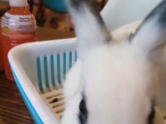 -藦茜花园宠物主题亲子互动体验馆(国顺东路店)