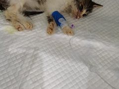 -汪喵宠物医院·骨科心脏影像·犬猫急重症ICU诊疗中心(成华分院)