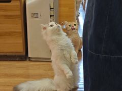 -滚猫咖啡·猫咖·猫友好撸猫(未来城店)