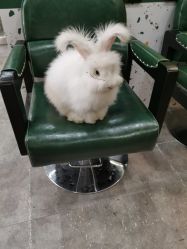 -神奇动物撸宠馆·羊驼·小浣熊·异宠(豫园店)
