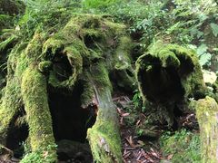 -阿里山神木遗迹