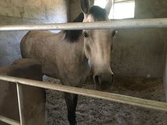 -枫露马术学院(藏书校区)