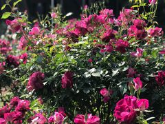 -人民公园(罗湖区)