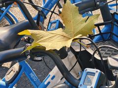 -同济大学四平路校区游泳馆