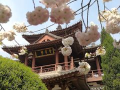 -西安青龙寺遗址景区