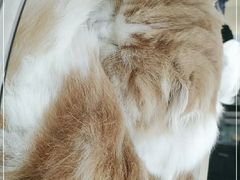 -喵园·猫主题咖啡厅·撸猫·猫咖(国贸店)