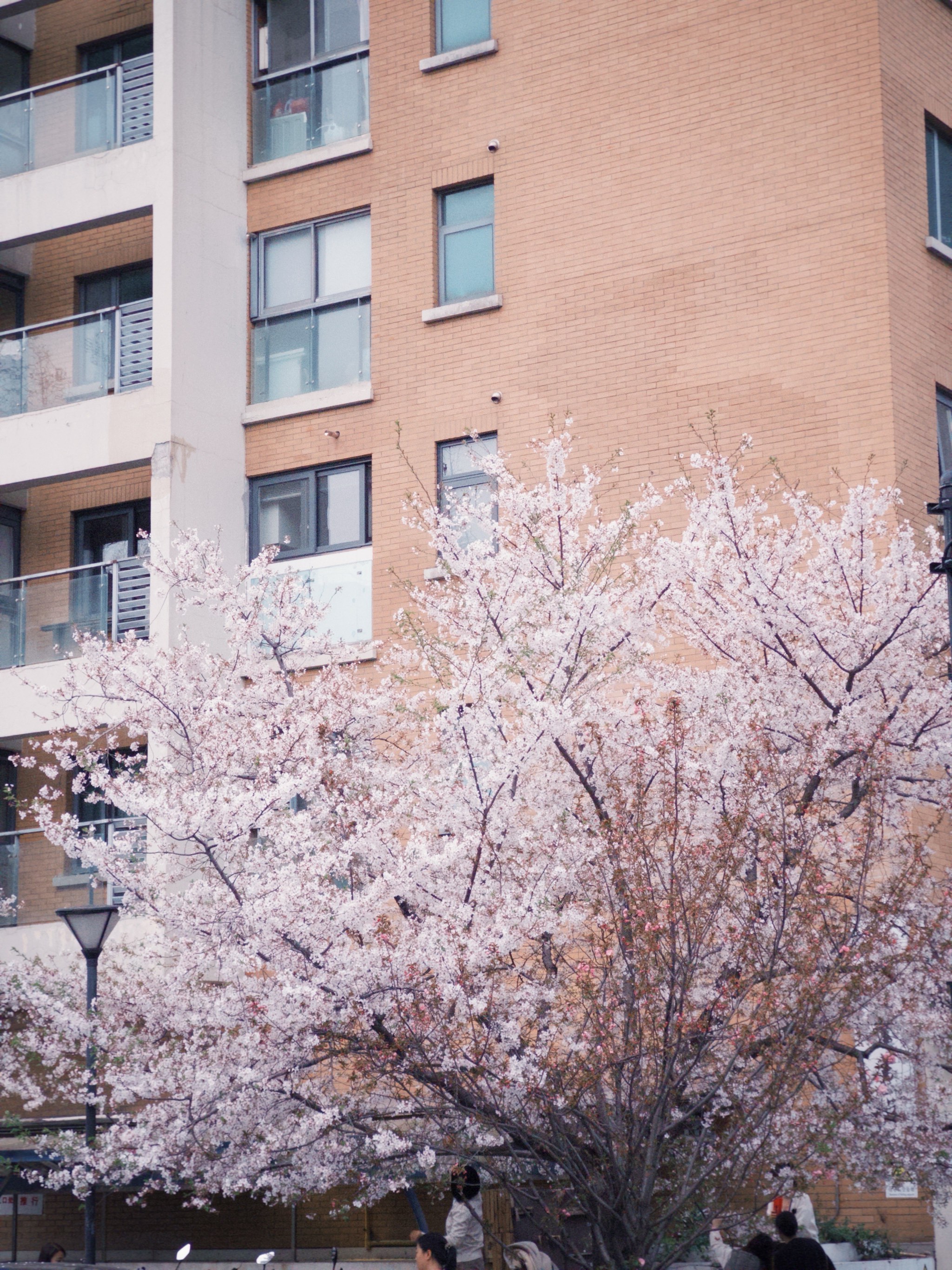 大学路樱花图片