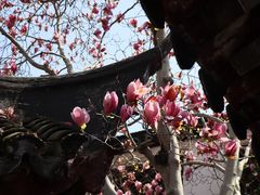 -上海醉白池公园