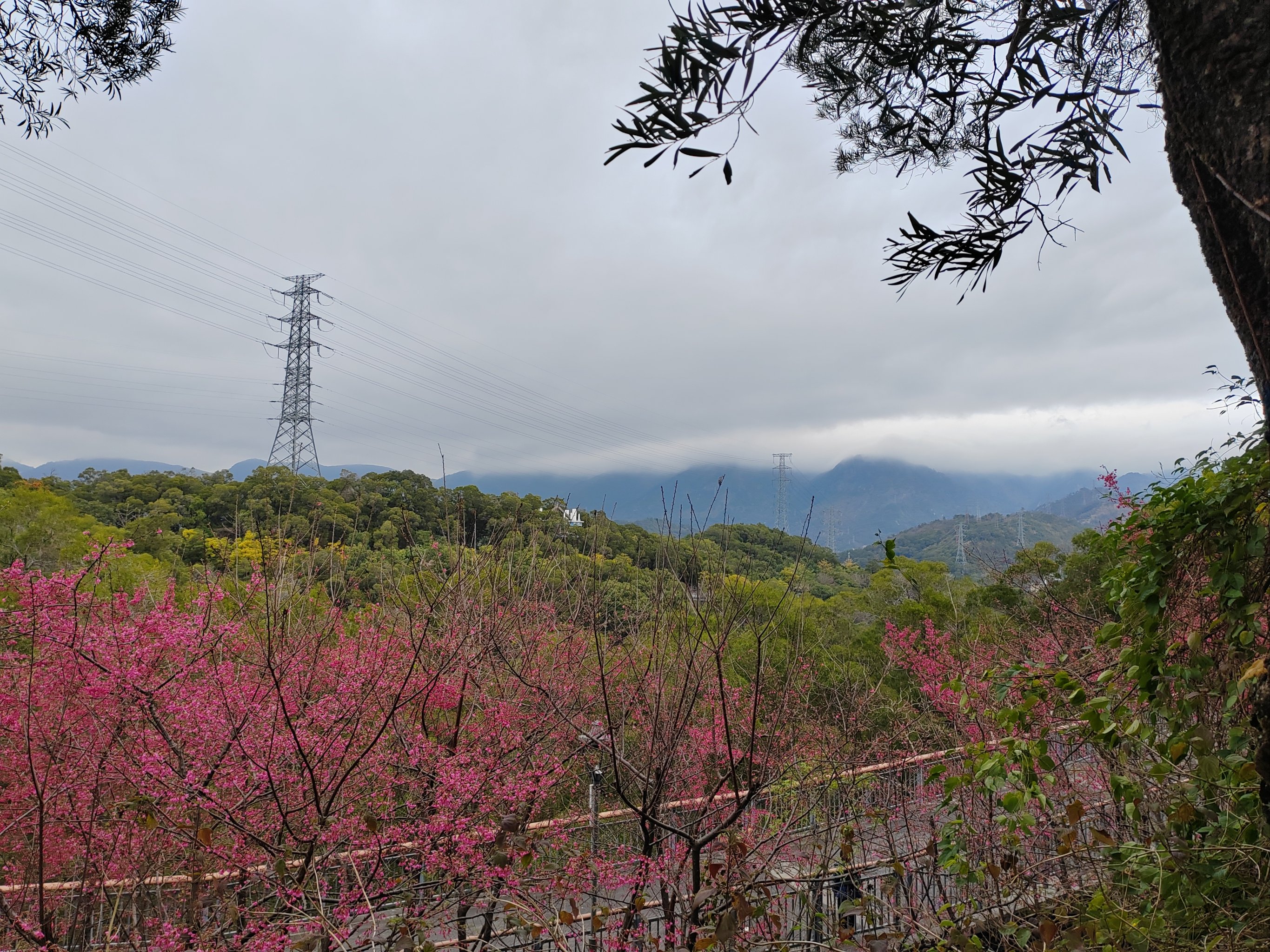 福州金鸡山公园樱花图片