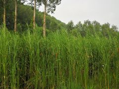 -东郊湿地公园