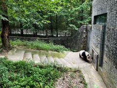 -都江堰中华大熊猫苑