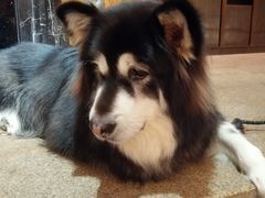 -more than meow吴止猫主题餐厅(承德 中船汇店)