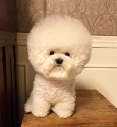 点击看大图 -HD HAIR STYLE