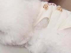 -瑞派康怡24h宠物医院·犬猫医疗中心·微创绝育(瑞景分院)