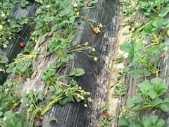 -胜丰草莓采摘园