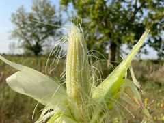 -汉长安城未央宫国家考古遗址公园