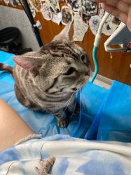 -幸运7纹身刺青Lucky7tattoo