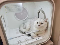 -欣宠猫屋·矮脚拿破仑·蓝金金渐层